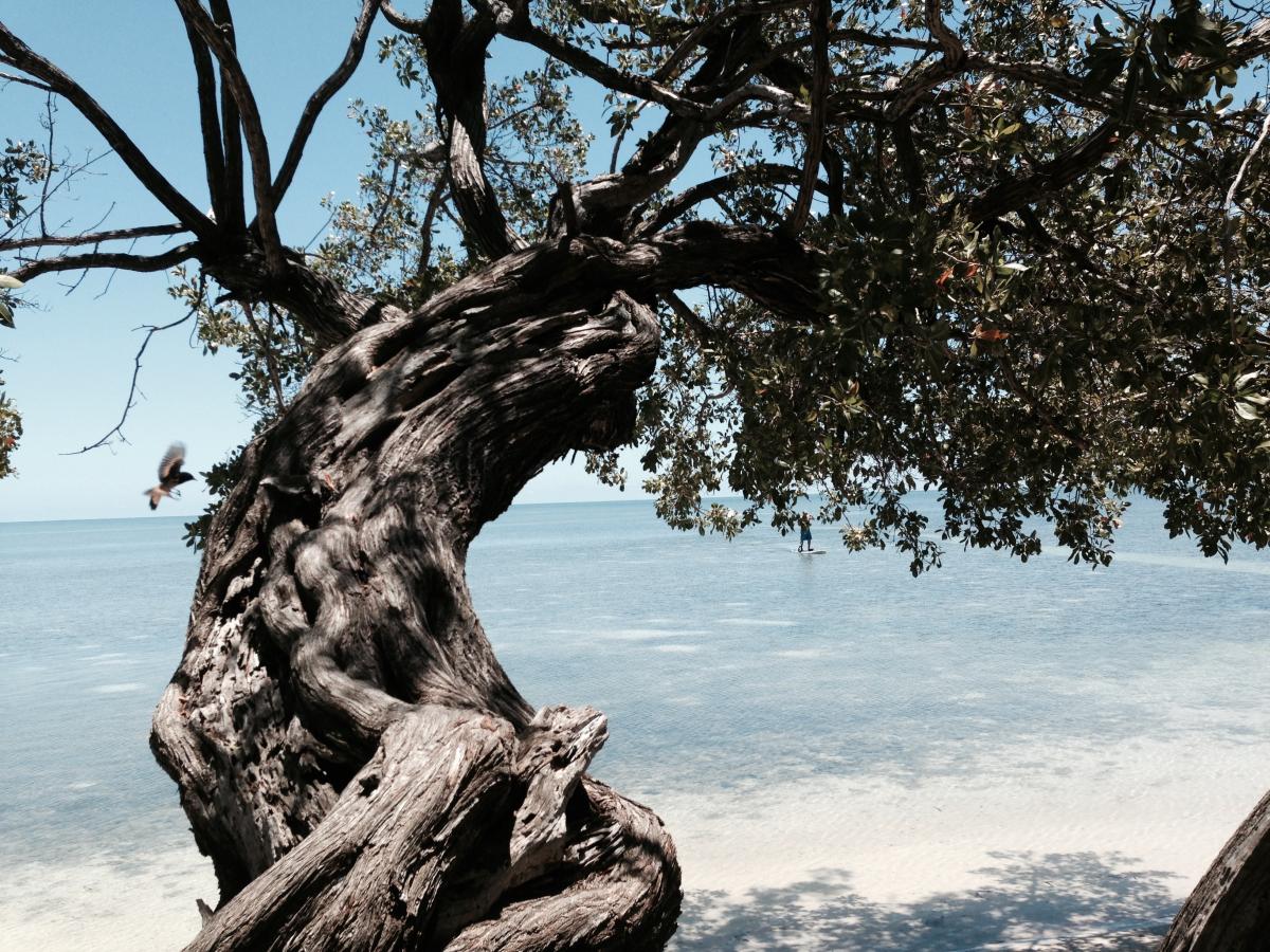 The "New" Florida Keys & Key West Bicycle Tour 2019